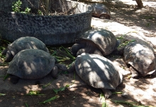 Imagen Centro de Crianza de Tortugas